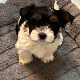 Biewer Terrier Puppies from Caramore Farm
