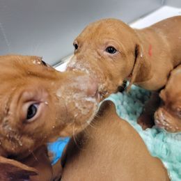 Vizsla Puppies from Bender Vizslas