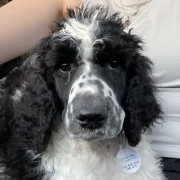Gibbs - Australian Shepherd