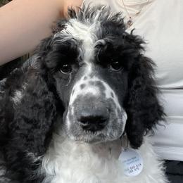 Gibbs - Australian Shepherd