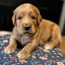 Sneezy- Gray - Apricot male Goldendoodle puppy in Bay City, Texas from Charming Doods Goldendoodles