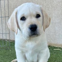 Briggs - Yellow male Labrador Retriever puppy in Hutto, Texas from Texas Bluebonnet Labs