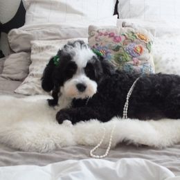 Matilda - Bernedoodle
