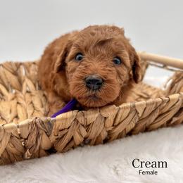 Cream - Red  female Goldendoodle puppy in Sunman, Indiana from Brunsman Country Doodles LLC