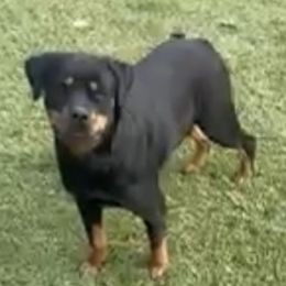 Hoochie - Rottweiler