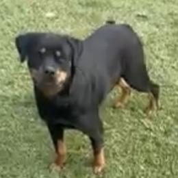 Hoochie - Rottweiler