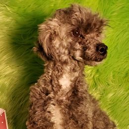 Silvie - Poodle