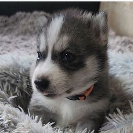 Loretta - Gray and white female Siberian Husky puppy in Wheeling, West Virginia from Wild and Wonderful Siberian Huskies