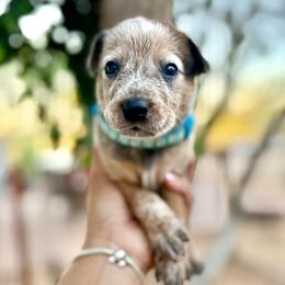 Ben - Red speckled male Australian Cattle Dog puppy in Sahuarita, Arizona from A2 Australian Cattle Dogs