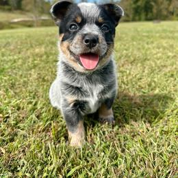 Dallas - Blue female Australian Cattle Dog puppy in Olive Hill, Kentucky from Tompkins Farm