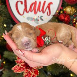 Belle - Yellow Collar - Red female Cavapoo puppy in South Jordan, Utah from Simply Sweet Paws. LLC