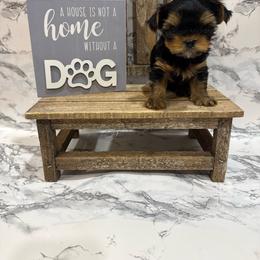 Rizzo - Black and gold male Yorkshire Terrier puppy in Sumner, Iowa from Byerly's Beautiful Yorkies