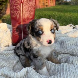 Boone - Blue merle male Miniature Australian Shepherd puppy in Mill Spring, North Carolina from Adair Acres Aussies