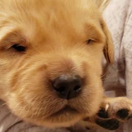 Rosa - Pink collar - Golden Retriever puppy in Arlington, Washington from Nagel Farm's