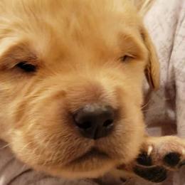 Rosa - Pink collar - Golden Retriever puppy in Arlington, Washington from Nagel Farm's