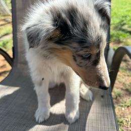 Cleo - Blue merle female Collie puppy in Yukon, Oklahoma from ColliesOklahoma