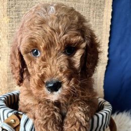 Goldendoodles and Labradoodles from Brit N’ Brood Doodles