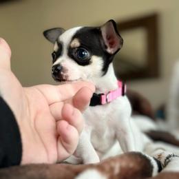 (Tiny) Sushi - Black and white female Chihuahua puppy in Alvord, Texas from Gift of Gods Favor