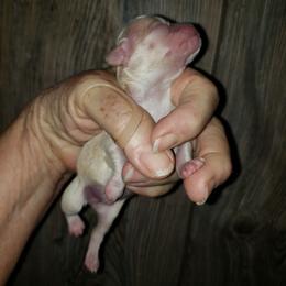 Andy - Cream male Chihuahua puppy in Nc, Florida from Brusseluv2