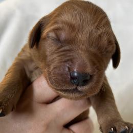 Boy 4 - Dark golden Golden Retriever puppy in Casper, Wyoming from Rosie’s Goldies