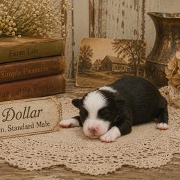 Dollar - Black tri-color male Australian Shepherd puppy in Ranger, Texas from Outback Mini Aussies