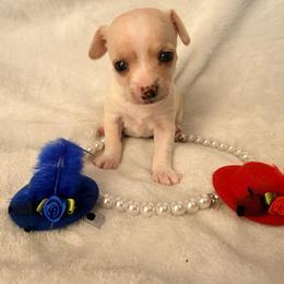 Luna - Cream female Chihuahua puppy in Seneca, Missouri from Stephanie’s Puppy Colony