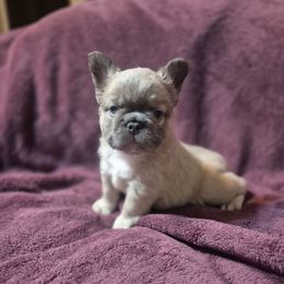 Cosmo - Blue fawn male French Bulldog puppy in Alexander City, Alabama from Lake Martin Fancy Frenchies