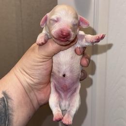 Si - Cream male Dachshund puppy in Hornbeck, Louisiana from A&Z Mini Dachshunds