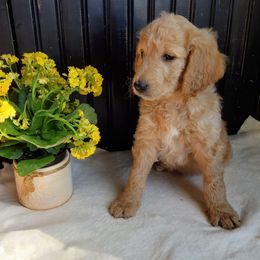 Ivy, goldendoodle F1b - Apricot female Goldendoodle puppy in Dickson, Tennessee from Rowan's Rascals