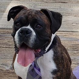 Boxers and French Bulldogs from Blue line French Bulldogs and Boxers