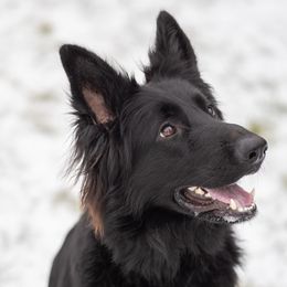 Ocean - German Shepherd