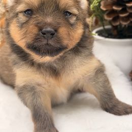Fluttershy - Red sable female Pomeranian puppy in Gilroy, California from Belt Fed Kennels