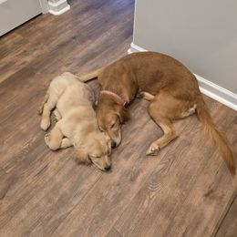 Golden Retriever Puppies from 255 Goldens