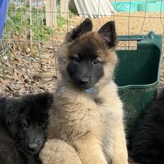 Wisp - Mahogany and black female Belgian Tervuren puppy in Guntersville, Alabama from Ozma Belgians