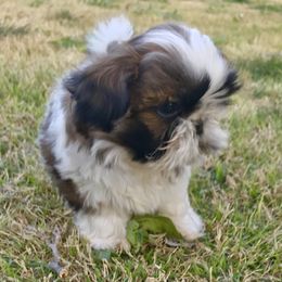 Shih Tzu Puppies from Willow Lane Shih Tzus