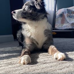 Miniature Australian Shepherd All Grown Up from Janes Pup Farm