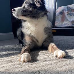 Miniature Australian Shepherd All Grown Up from Janes Pup Farm