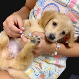 BANANA CREAM - Cream female Dachshund puppy in Fort Pierce, Florida from Meldox