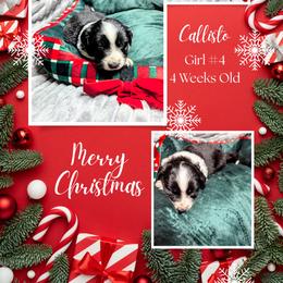 Australian Shepherd and Great Dane Puppies from AEW Farm