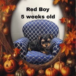 Red Traditional boy - Black and tan male Yorkshire Terrier puppy in Inverness, Florida from Luvayorkie&more