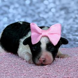 Meadow - Parti female Poodle puppy in Monroe, North Carolina from Toy Poodle Shenanigans