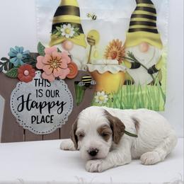 Green Titan - Cream male Goldendoodle puppy in Cincinnati, Ohio from KSchott Kennels
