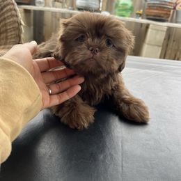 Girl - Liver female Shih Tzu puppy in Whittier, California from Socal Mother Of Shih Tzus