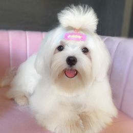 Elara ( Girl 3 ) - White female Maltese puppy in Vinton, Louisiana from Dreams & Love Maltese