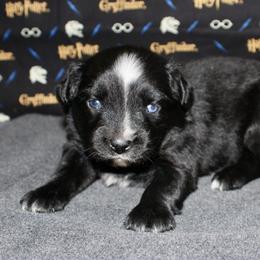 Australian Shepherd, Miniature American Shepherd, Miniature Australian Shepherd, and Toy Australian Shepherd Puppies from HP Aussie Kennels
