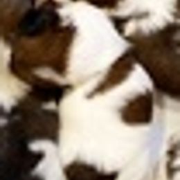 Shih Tzus from Ronnie's Shih Tzus