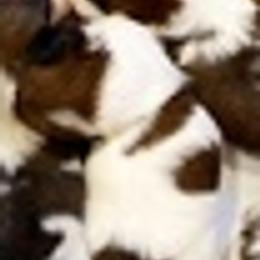 Shih Tzus from Ronnie's Shih Tzus