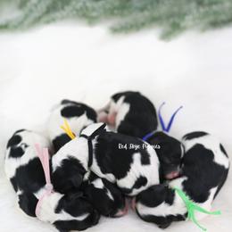 Pink Collar - Black and white female Cavapoo puppy in Republic, Missouri from Red Skye Puppies