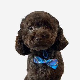 Poodles and Yorkshire Terriers from Valley Pine Pups