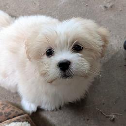 Baby Bear - Cream female Lhasa Apso puppy in Fort Worth, Texas from Cynthia's Lhasa Apsos